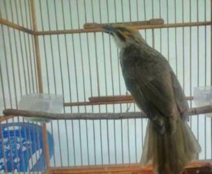 Dijual Burung Cucak Rowo Medan Jenis Ropel